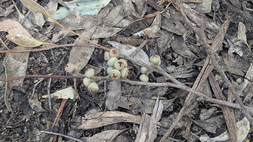 Eucalyptus baxteri, 2026-10-01