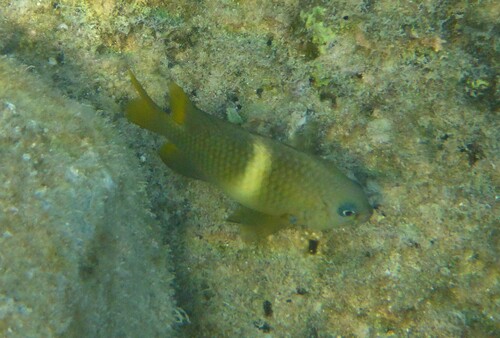 Plectroglyphidodon leucozonus observed 2026-10-02