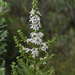 Olearia ramulosa ramulosa - Photo (c) Kevin Sparrow, some rights reserved (CC BY), uploaded by Kevin Sparrow