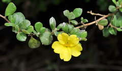 Hibbertia truncata