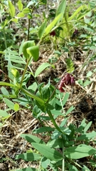 Lathyrus pisiformis