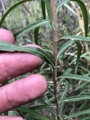 Solidago leavenworthii