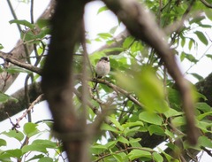 Aegithalos caudatus
