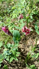 Lathyrus pisiformis