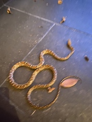 Pseudelaphe flavirufa