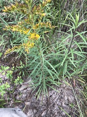 Solidago leavenworthii