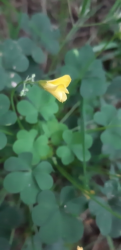 upright yellow woodsorrel