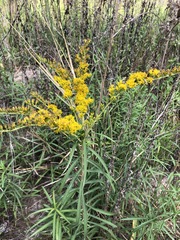 Solidago leavenworthii