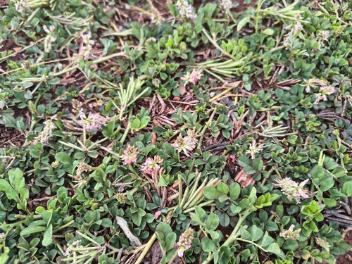 Indigofera, 2026-09-29