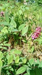 Lathyrus pisiformis