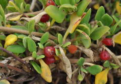 Tetragonia implexicoma