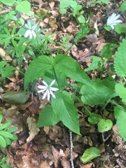 Stellaria nemorum