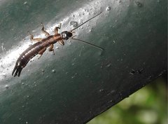 Cranopygia