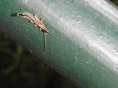 Cranopygia