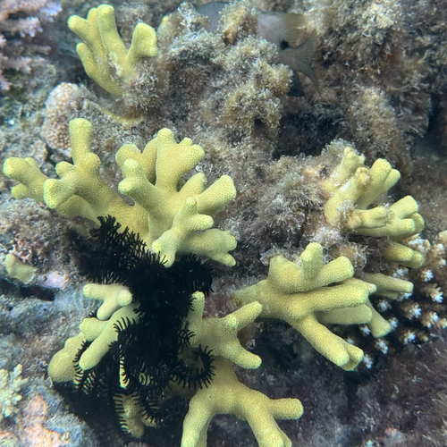 Porites cylindrica observed 2026-09-29