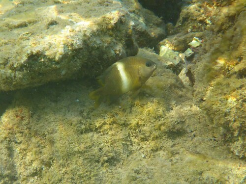 Plectroglyphidodon leucozonus observed 2026-10-02
