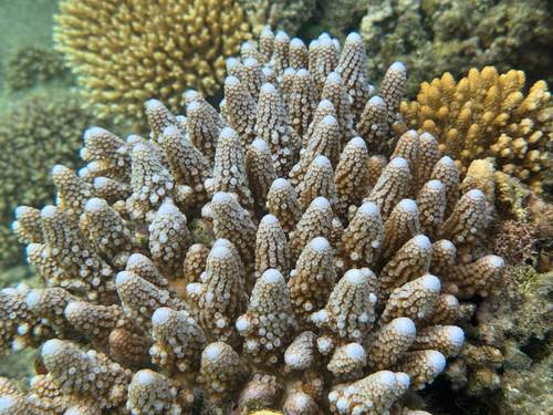 Acropora gemmifera observed 2026-09-29