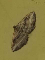 Costaconvexa polygrammata