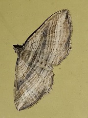 Costaconvexa polygrammata