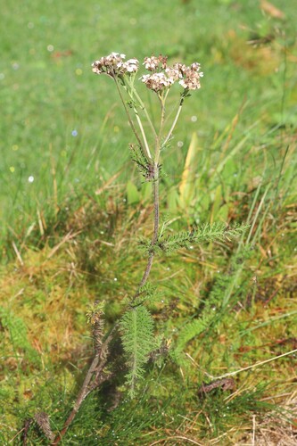 common yarrow