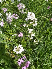 Cardamine pratensis