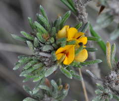 Pultenaea canaliculata