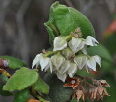 Lasiopetalum schulzenii