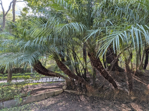 Phoenix roebelenii observed 2026-10-03