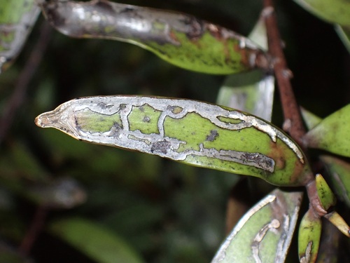 Gracilaria observed 2026-10-03