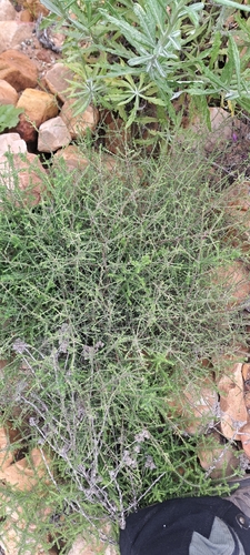 Muricella observed 2026-10-02