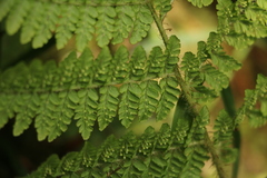 Dryopteris peranema