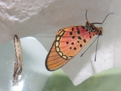 Acraea oncaea