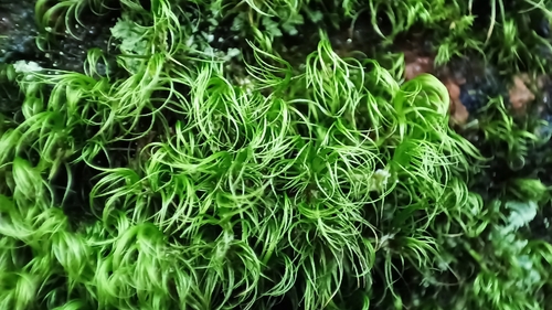 Paraleucobryum longifolium observed 2026-10-02