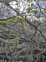 Sorbus sambucifolia