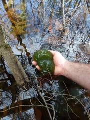 Oophila amblystomatis