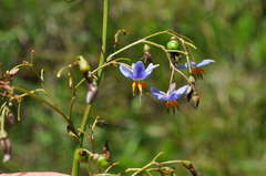 Dianella callicarpa
