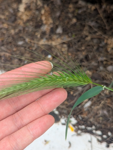 wall barley