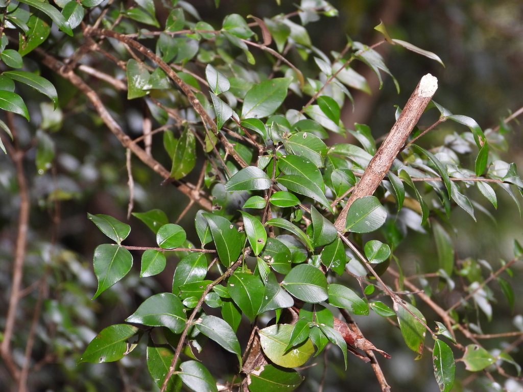 Backhousia enata