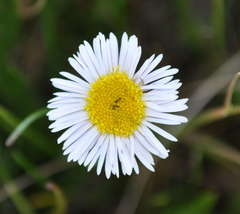 Allittia cardiocarpa