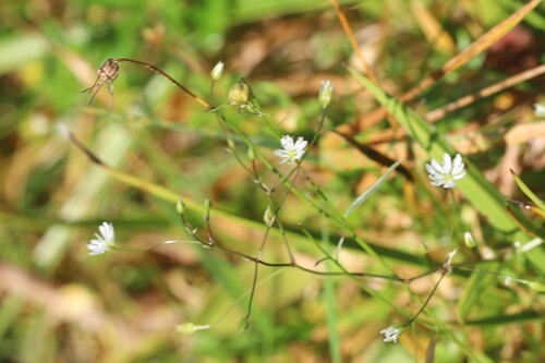 lesser stitchwort