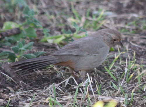 Melozone crissalis