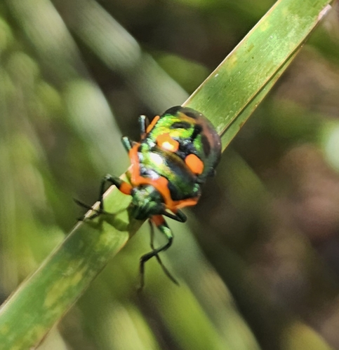 Metallic Shield Bug