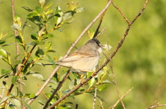 Curruca communis