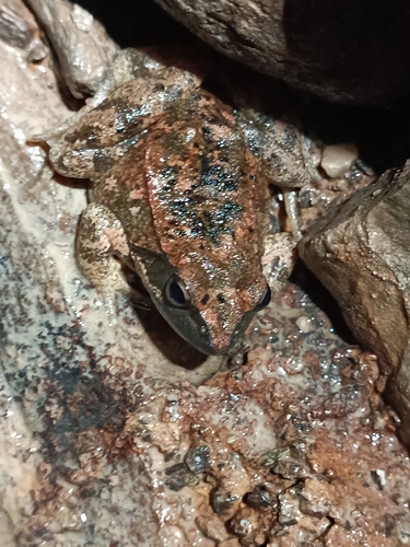 Italian Stream Frog