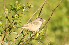 Curruca communis
