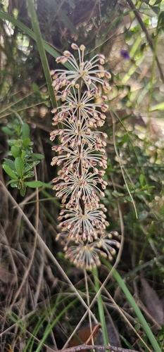 Many Flowered Matrush