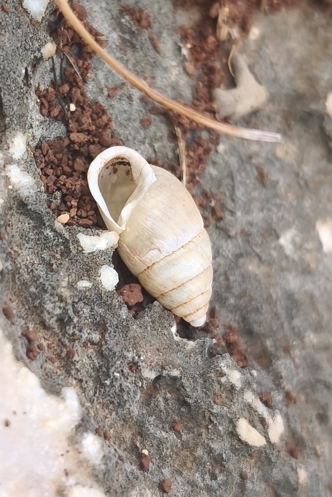 Mastus emarginatus