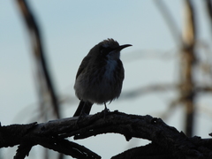 Gliciphila melanops