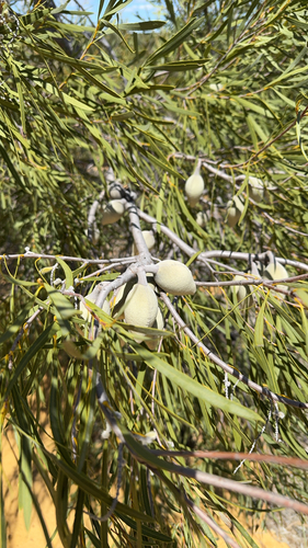 Xylomelum angustifolium observed 2026-10-03
