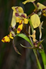 Diuris platichila